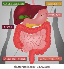 Body Internal Parts 