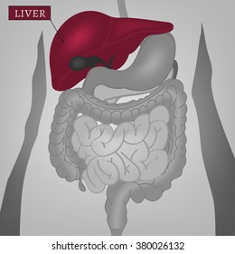 Body Internal Parts