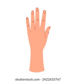 Body language and body language. A human hand. The woman's open palm. Vector graphic illustration isolated on a white background