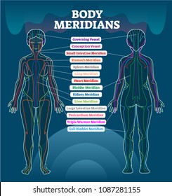 Body meridian system vector illustration scheme, Chinese energy acupuncture therapy diagram chart. Female body with energy paths and corresponding inner organs.