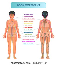 Body meridian system vector illustration scheme, Chinese energy acupuncture therapy diagram chart. Female body with energy paths and corresponding inner organs.