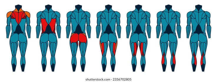 Body muscle anatomy back. Human muscular back, man athletic build with muscular groups, healthy and sporty. Vector illustration. Male body parts, physical activity training cartoon banner