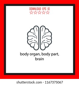 body organ, body part, brain vector icon