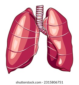 BODY ORGANS IN THE HUMAN BODY