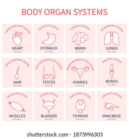 Body organs systems silhouette set. Human anatomy icons  of liver, heart, intestine, brain, thyroid, kidney, thyroid, bladder, stomach. Medical vector illustration.