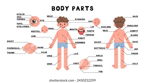 Partes del cuerpo 1 lindo sobre un fondo blanco, Ilustración vectorial.