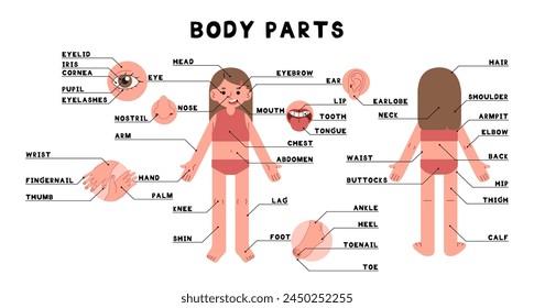 Body parts 2 cute on a white background, vector illustration.