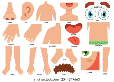 Body parts collection in cartoon style for kids. Set with human body elements. Anatomy or biology educational clipart. Vector illustration