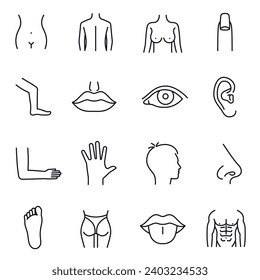 Body parts collection monochrome linear icon vector illustration. Set different simple line human anatomy organs isolated. Breast, spine, finger, waist, torso, head, tongue, leg, hand, lips, eye nose