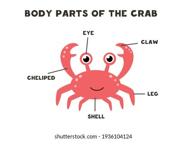 Body parts of the cute cartoon crab. Animals anatomy in English for kids. Learning words.
