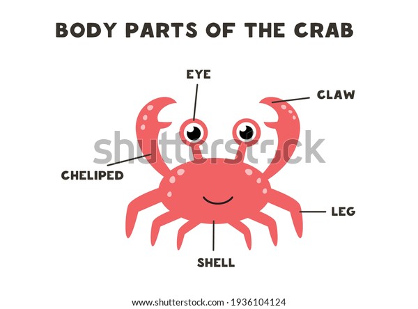 Body parts of the cute cartoon\
crab. Animals anatomy in English for kids. Learning\
words.
