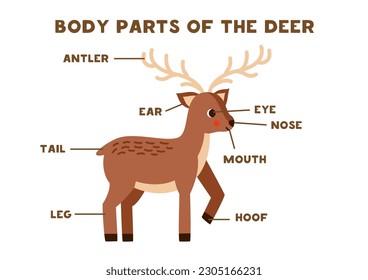 Body parts of the cute cartoon deer. Animals anatomy in English for kids. Learning words.