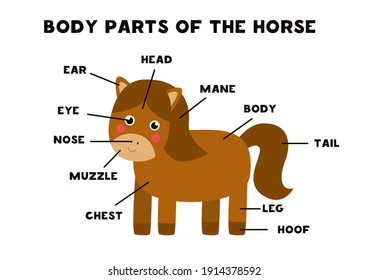 Body parts of the cute cartoon horse. Animals anatomy in English for kids. Learning words.