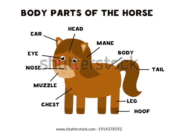 Body parts of the cute cartoon\
horse. Animals anatomy in English for kids. Learning\
words.