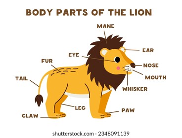 Body parts of the cute cartoon lion. Animals anatomy in English for kids. Learning words.