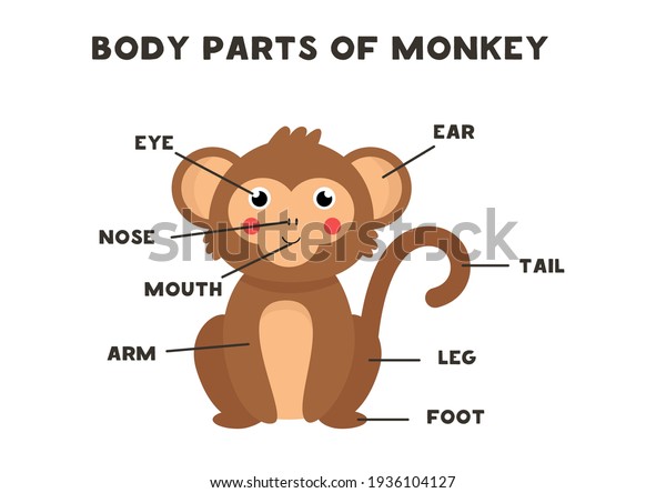 Body parts of the cute cartoon\
monkey. Animals anatomy in English for kids. Learning\
words.