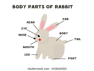 Body parts of the cute cartoon rabbit. Animals anatomy in English for kids. Learning words.