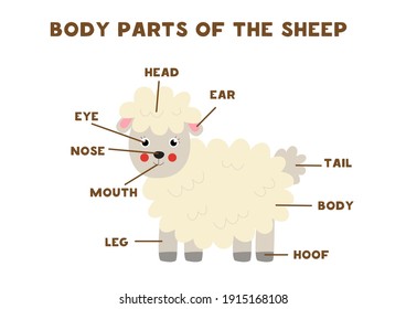 Body parts of the cute cartoon sheep. Animals anatomy in English for kids. Learning words.