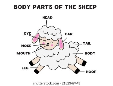 Body parts of the cute cartoon sheep. Animals anatomy in English for kids. Learning words.