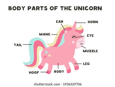 Body parts of the cute cartoon unicorn. Animals anatomy in English for kids. Learning words.