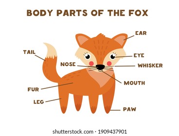 Body parts of the cute fox. Animals anatomy in English for kids. Learning words.