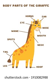 Body parts of the cute giraffe. Animals anatomy in English for kids. Learning words.