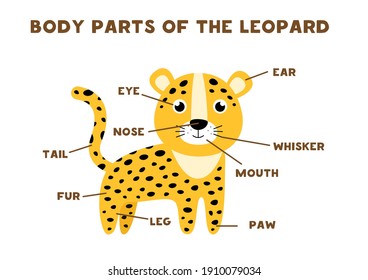 Body parts of the cute leopard. Animals anatomy in English for kids. Learning words.