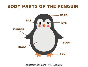 Body parts of the cute penguin. Animals anatomy in English for kids. Learning words.