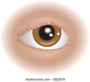 Body parts eye. An illustration of a human eye, no meshes used