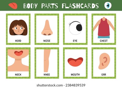 Body parts flashcards collection. Flash cards for practicing reading skills. Learn vocabulary for school and preschool. Head, nose, eye and more. Vector illustration