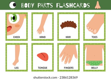 Body parts flashcards collection. Flash cards for practicing reading skills. Learn vocabulary for school and preschool. Hand, tongue, leg and more. Vector illustration