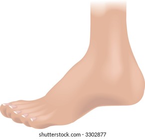 Body parts foot.  An illustration of a human foot, no meshes used