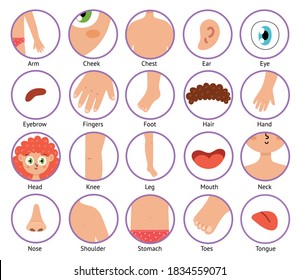 Body parts icons in cartoon style. Collection of the human body elements. Anatomy set. Biology clipart set. Vector illustration