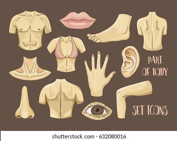 Body parts icons set