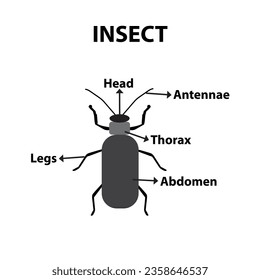 Körperteile eines Insekts, Unterrichtsblatt