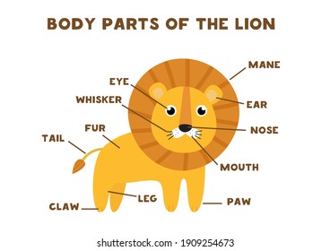 Body parts of the lion. Animals anatomy in English for kids. Learning words.