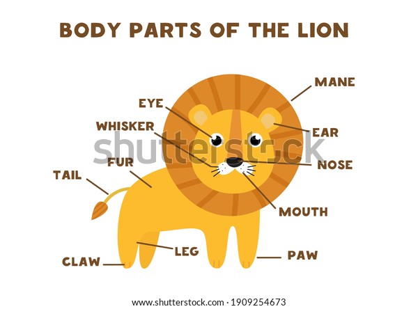 Body parts of the lion. Animals anatomy in English
for kids. Learning words.