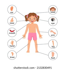 Body parts of little girl anatomy with diagram text label chart for educational purpose