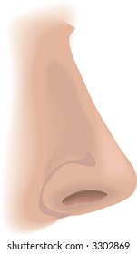 Body parts nose An illustration of a human nose, no meshes used