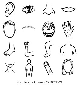 simple body parts drawing