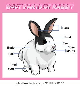 Body Parts Rabbit Illustration Vector File Stock Vector (Royalty Free ...