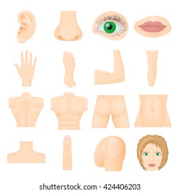 Body parts set. Illustration of body parts vector set. Chest, foot and nose in cartoon style