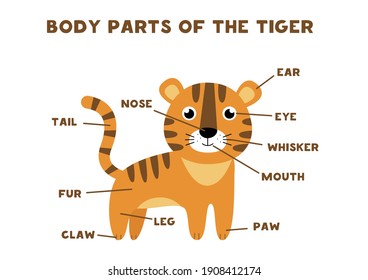 Body parts of the tiger. Scheme for children.