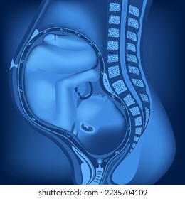 The body of a pregnant woman in longitudinal section. Baby in the womb. Blue neon illustration. Medical poster. Vector illustration