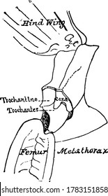 La sección corporal del Grasshopper después de que la cabeza se llama tórax, este diagrama muestra la sección Metathorax del tórax., dibujo de la línea vintage o ilustración de grabado. 