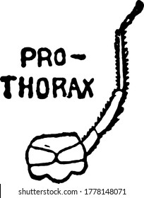 The body section of Mayfly after the head is called thorax, this diagram show prothorax section of thorax., vintage line drawing or engraving illustration. 