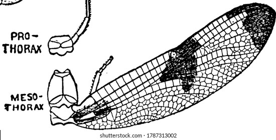 La sección del cuerpo de Mayfly después de que la cabeza se llama tórax, este diagrama muestra la sección mesotórax del tórax., dibujo de la línea vintage o ilustración de grabado. 