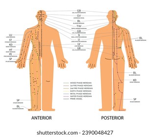 Body set front and back acupuncture scheme with points. Human body with Anterior and posterior meridians phase chart vector medical illustration. Traditional Chinese medicine.