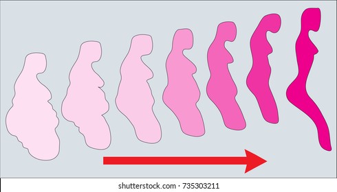 the body shape (vector). 