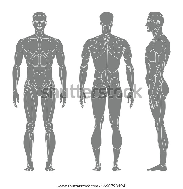 Muscles In The Body Front And Back / Labeled Muscles Of Lower Leg Yahoo Search Results Muscle Diagram Human Muscle Anatomy Body Organs Diagram